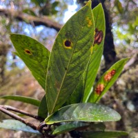 Stemonoporus rigidus Thwaites